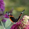 PAPILLON VULCAIN sur BUDDLEIA. LISE JALOUX